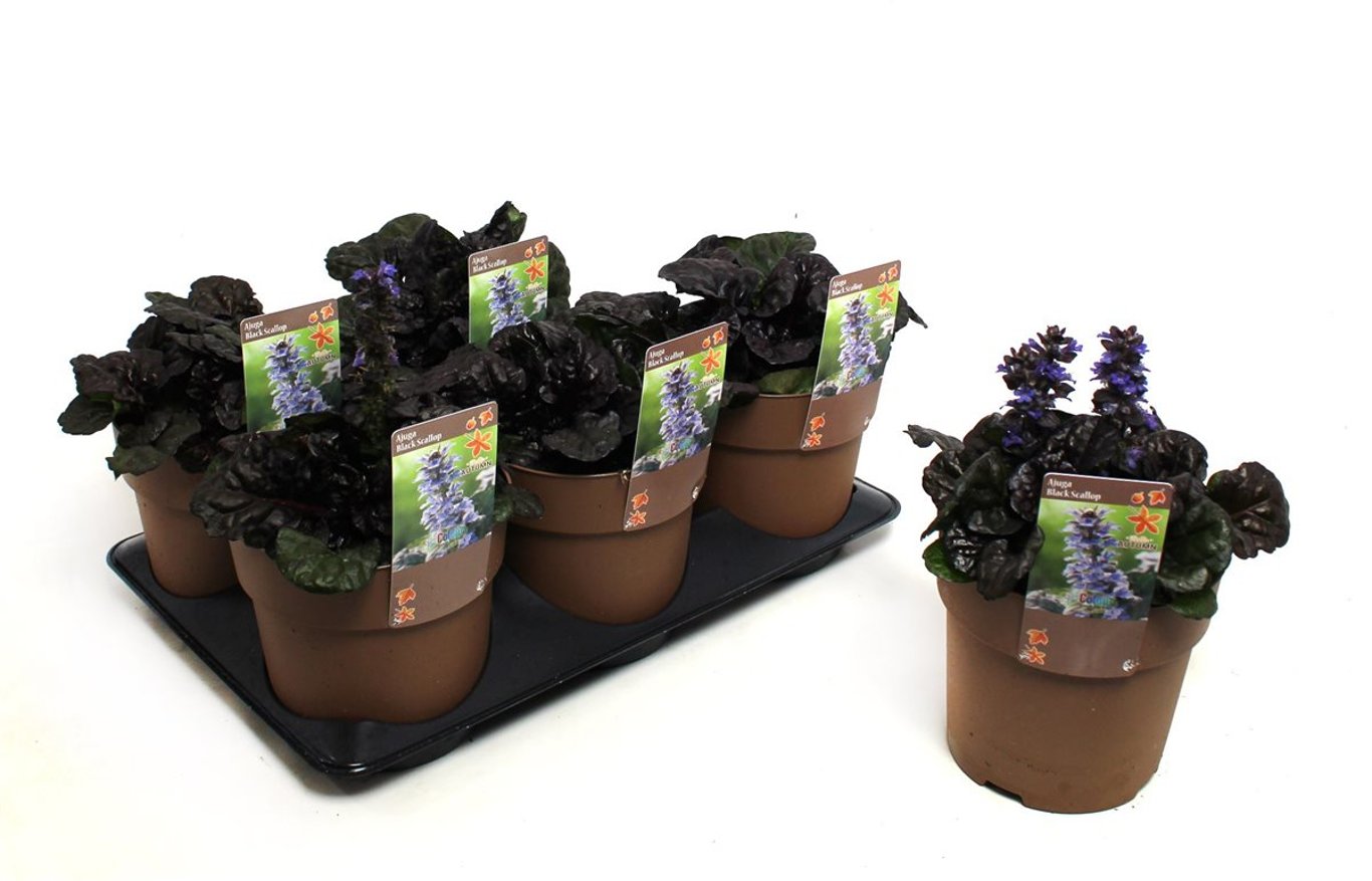 Ajuga reptans 'Black Scallop' - C1,5